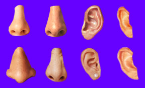 Nose and Ears jpg (12K)