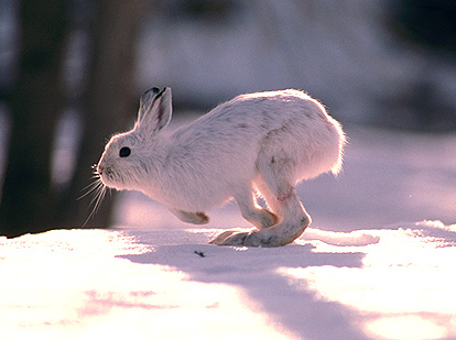 Rabbit (47K)